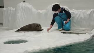 ワモンアザラシ　トレーナーさんと遊ぶミゾレくん【海遊館】