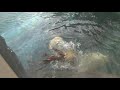 beautiful swim polar bear kicking off wall underwater