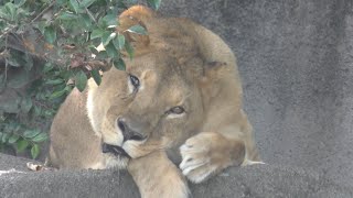 ライオン　トムくん？　サナちゃん？　【浜松市動物園】Lion Tom-kun Sana-chan Hamamatsu Zoo