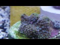 unboxing latest corals. my 1st ricordea florida and favites war corals