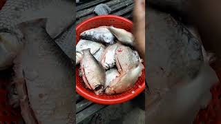 ត្រីទន្លេធម្មជាតិ#video #viral #fish #shorts