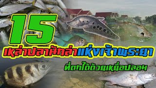 15 ปลานักล่าเจ้าพระยา | ที่ตกได้ด้วยเหยื่อปลอม |