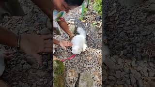 Very Tough 😱 | Persian Cat All india Trip Bathing Atrocities 😤