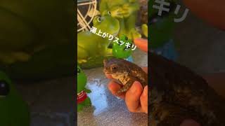 【カエル】温泉に入るカエルが可愛い🐸#ミヤコヒキガエル #かえる #カエル #温泉 #frog