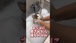 ネッコの動画で癒されたら寝ろｗｗｗ　#2ch  #動物  #猫 #癒やし #ねこ動画　#おもしろ