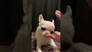 よだれ臭くて我に返る犬#shorts #チワワ