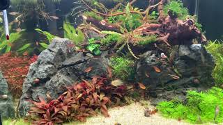 Dennerle 35 Liter Nano Aquarium NO Co2