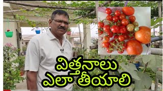 103-టమోటా చిన్నదైనా, పెద్దదైన విత్తనాలు తీసే  పద్ధతి#seedsprepartion #terracegarden.