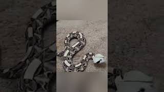 Gaboon Viper