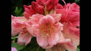 RODODENDRONOK.wmv