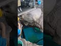 人懐っこいアザラシちゃんが可愛すぎる　the friendly seal is too cute　しながわ水族館