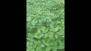 Cowpea cultivation #short |කවුපි වගාව