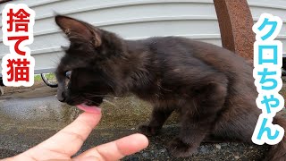 捨て猫の黒子猫ちゃんが元気におもちゃで遊んでます straycats 野良猫