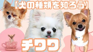 【犬の種類を知ろう】チワワ