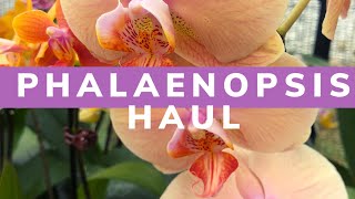 Cheap All Phalaenopsis Orchid HAUL! Trader Joe’s, Kroger\u0026 Fresh Thyme