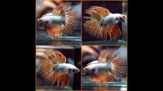 Betta Fish SAGE GREEN COPPER SUPER ORANGE Crowntail CT Male #C3