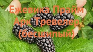 Ежевика обыкновенная Прайм Арк Тревелер 🌿 обзор: как сажать, саженцы ежевики Прайм Арк Тревелер