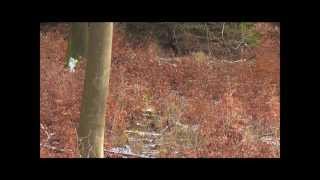 Drückjagd im Mittelgebirge