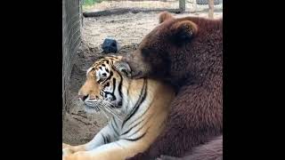 tiger and bear funny moment | wildlife status | #shorts #viral #wildlife