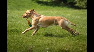 Retriever Working Test Training May 2019 With Wedgnock Gundogs -