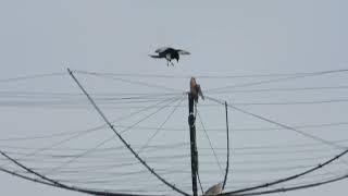 American Kestrel \u0026 Black-billed Magpie play King Of the Mountain