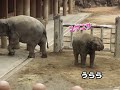 うらら泥遊び♪アヌラファミリー🐘と飼育員さん アジアゾウ 東山動物園