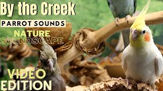 Forest & Parrot Sounds by the Creek Soundscape | 3+ Hours | Parrot TV for Your Bird Room🌲
