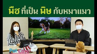 พืชที่เป็นพิษกับหมาแมว | รายการ pet care onair