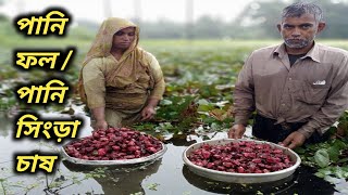 পানি ফল / পানি সিংড়া চাষ করে লক্ষ্য লক্ষ্য টাকা উপর্জন করল কৃষক # OurAround