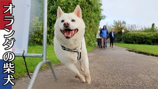 柴犬柿丸 風車公園でオフリード散歩練習 後編【オランダ / 環境音 / 4K】Kaki-Maru the Shiba Inu