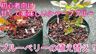 11月の今が適宜。ブルーベリーの植え替え！