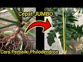 Cara Buat Philodendron Dragon Jadi Cepat Besar Jumbo | Cara Merawat Dan Memperbaiki Philodendron