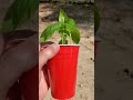 mythbusting magnetoculture. gardening shorts shortsvideo shortsvideoviral