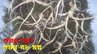 산양삼 ㅣ 춘절삼 ㅣ하절삼 ㅣ 황절삼 ㅣ 동삼 ㅣ 장뇌삼 ㅣ 산양삼삼 ㅣ산양삼 손질 ㅣ 산양삼 먹는법 ㅣ뇌두