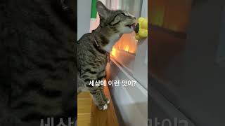 세상에 이런 맛이^^ #고양이 #길냥이 #반려묘 #소소한일상 #북정마을 #성북동 #cat #고양이합사 #아기고양이 #아기길냥이