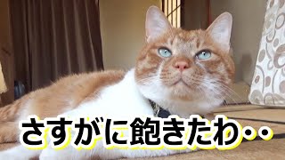 まさか例のアレ拒否か？どうした猫さん【侵入した野良仔猫】～家猫修行中～