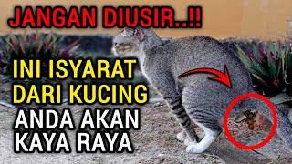 JANGAN DIABAIKAN !! INILAH 12 ISYARAT DARI KUCING BAHWA ANDA AKAN KAYA RAYA, REZEKI MELIMPAH