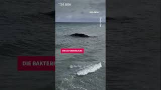 Timmy's decomposing body is at risk of exploding. Why is this happening? #humpbackwhale #timmy #hope