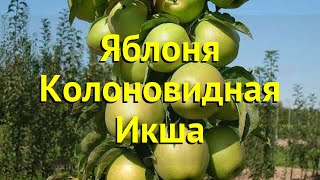 Яблоня колоновидная Икша. Краткий обзор, описание характеристик malus domestica Iksha