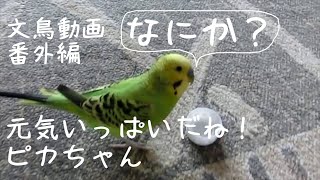 元気いっぱい！セキセイインコのピカちゃん　文鳥動画番外編