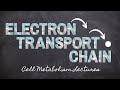 Electron Transport Chain | Cell Metabolism Part 3 | Macronutrients Lecture 19