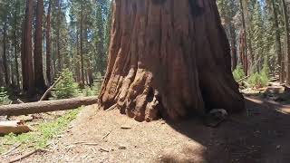 Congress, General Sherman  \u0026 Big Trees Trails At Sequoia National Park! May 2022