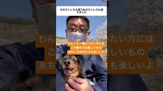 １日に14時間の留守番をさせてた時はストレスから家をめちゃくちゃにしてたけど、今は飼い主と同じでのんびり。在宅ワークは犬にも人間にもやさしい働き方です！ #わんこ #ミニチュアダックス