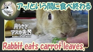 アッ！という間に食べ終わる【ウサギのだいだい 】　2017年4月11日