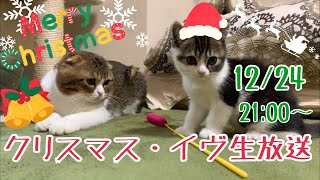 2019年！パパ猫・子猫のクリスマス・イブ！