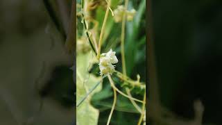 Dodders Flowers (Cuscuta spp.) - Parasitic Vine Plants in Bloom