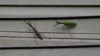 2020.09.01 - MORE Mantises II!