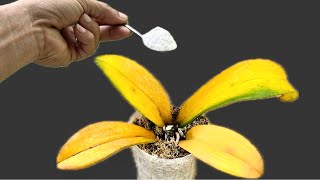 Sprinkle 1 Spoon over the roots! The orchid immediately revived and bloomed all year round