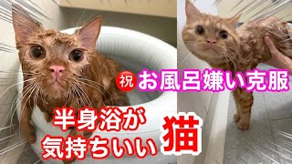 【半身浴する猫】ついにお風呂好きになった猫！【５回目のお風呂で】