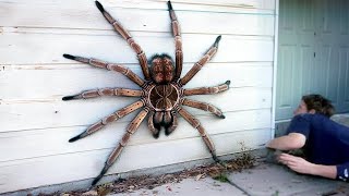 20 Biggest Spiders in the World